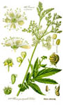 Чай из цветков белоголовника (лабазник)